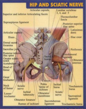 pelvis and nerves